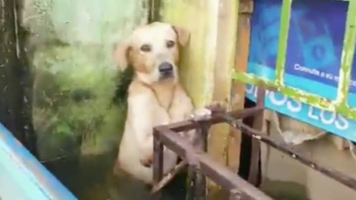 救援人员被发现紧贴建筑物后，将狗从洪水中拯救出来