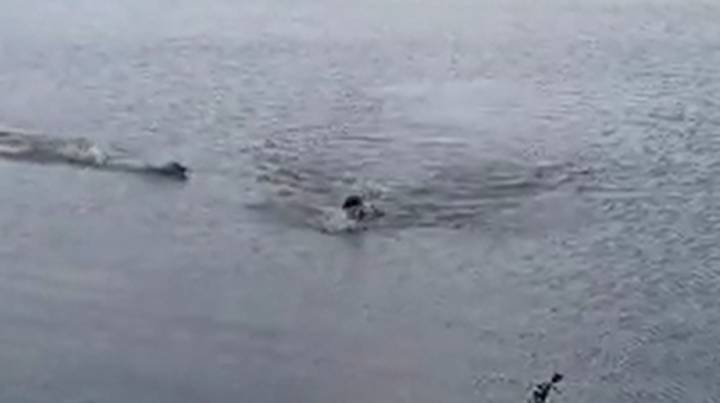 在巴西湖里游泳时，男人被鳄鱼咬伤并咬伤