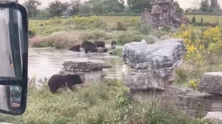 动物园管理员在访客面前被黑熊骚扰后死亡