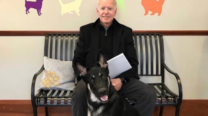 乔·拜登（Joe Biden）的德国牧羊犬正式成为居住在白宫的第一救犬
