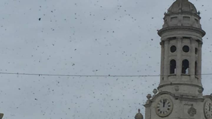 Bee-Zarre：大量的蜜蜂袭击伦敦，并带来了停滞不前的交通