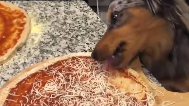 人们被狗的病毒夹licking掉了所有者的披萨而感到厌恶“width=