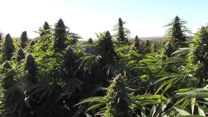欧洲最大的大麻种植园