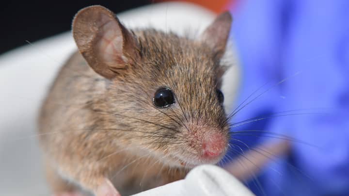澳大利亚妇女醒来发现老鼠正在咀嚼她的眼球