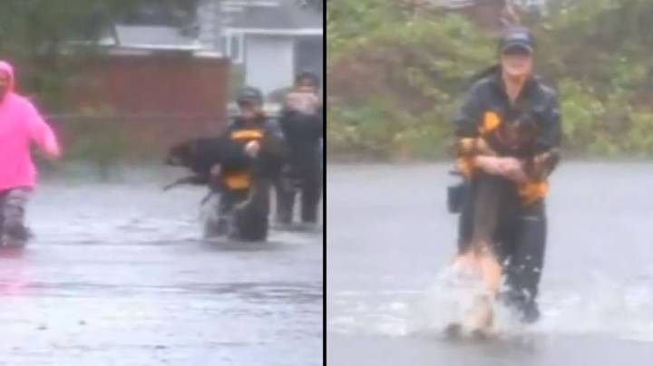 英雄记者中断现场直播，以拯救狗免于洪水