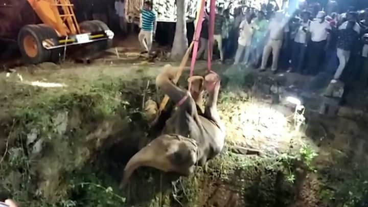 大象在印度跌倒后被起重机安全地拉到安全