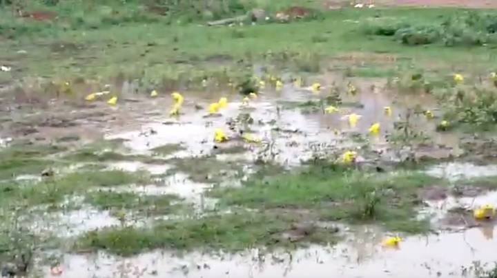 明亮的黄色皮肤牛蛙在印度降雨后出现在印度“width=
