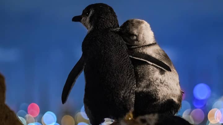 摄影师捕捉了两个寡妇企鹅一起享受墨尔本天际线“imgWitdh=