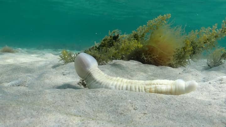 潜水员在澳大利亚海岸附近拍摄“阴茎鱼”水下的稀有照片