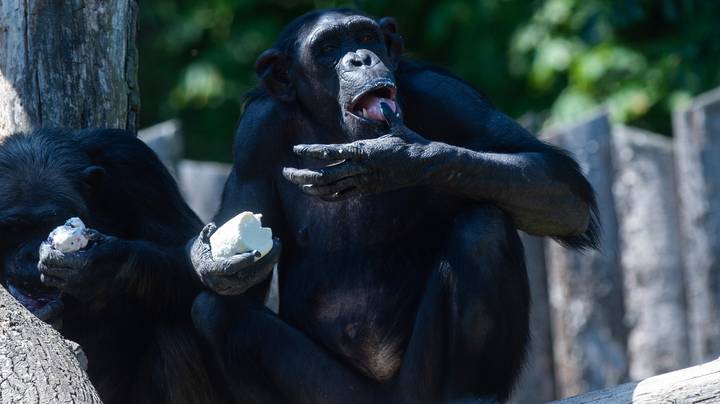 科学家见证黑猩猩第一次杀死大猩猩