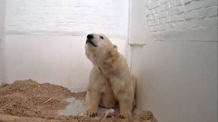 在动物园的婴儿北极熊幼崽在短短26天后死亡