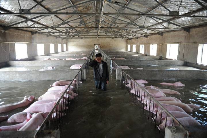 哭泣的中国农民被迫离开他们的猪淹没在严重的洪水中