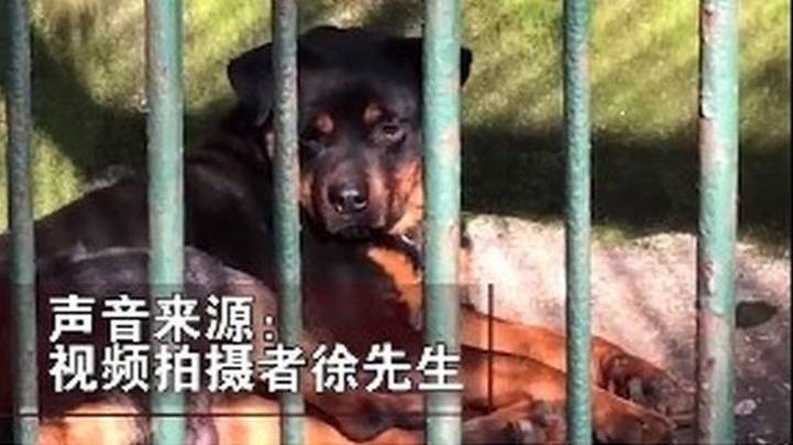 中国一家动物园被指控试图用狗冒充狼