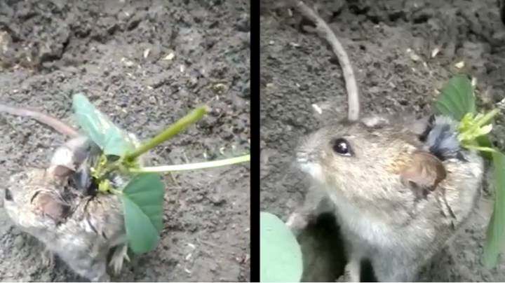 农民发现老鼠，植物从背部生长出来