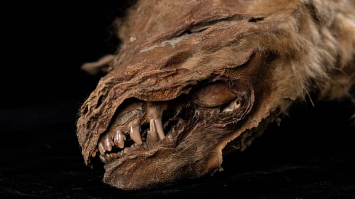 保存完美的57，000年历史的狼幼崽在加拿大北部地下发现