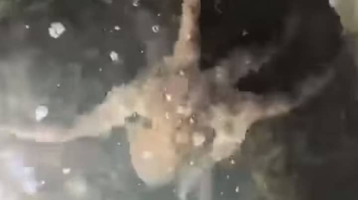 章鱼在威尼斯运河的晴朗水域中发现