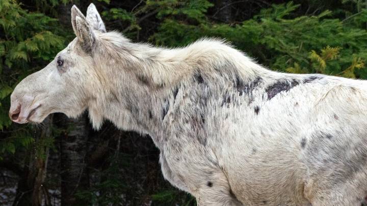 罕见的秘密白色“幽灵驼鹿”被猎人杀死