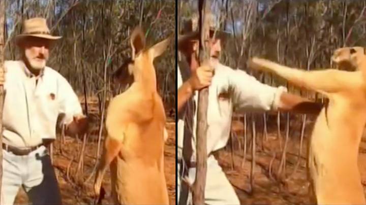 澳大利亚电影制片人展示了如果袋鼠想让你束缚，你该怎么办