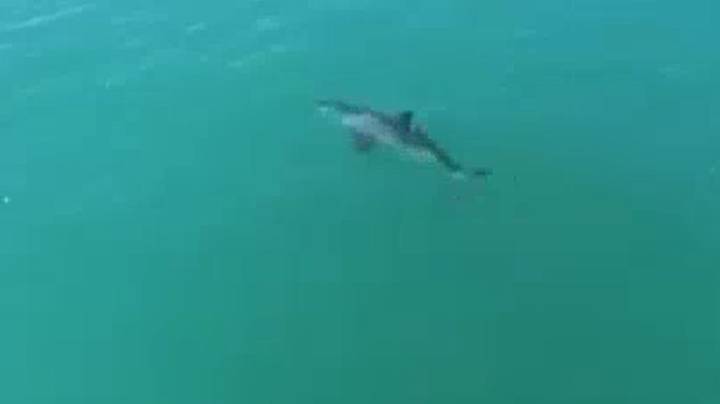 无人机捕捉到伟大的白鲨游泳'至少20mph'“width=
