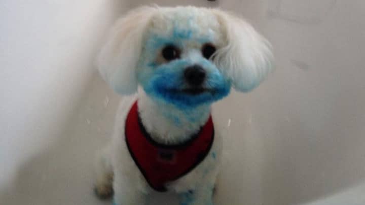 狗在垃圾箱中找到墨盒后染了明亮的蓝色