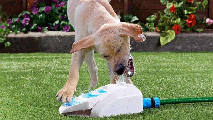 您现在可以为您的狗买水喷泉