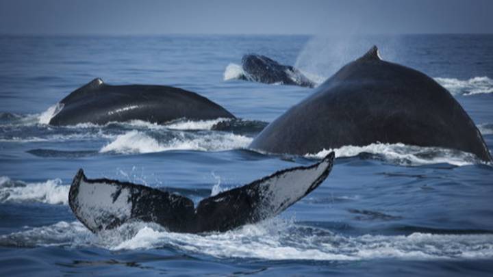 加拿大通过了禁止鲸鱼鲸鱼和海豚囚禁的免费威利