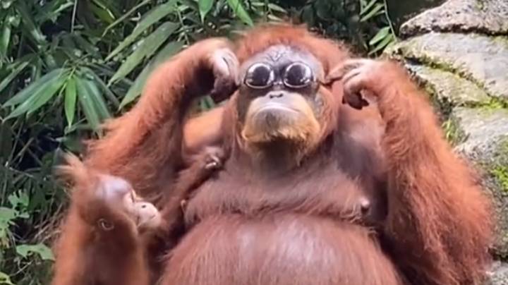 猩猩在游客将它们丢到动物园后尝试太阳镜