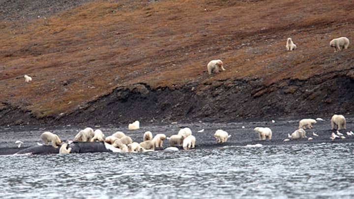 世界北极熊人口中有百分之一收到盛宴