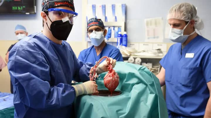 男人收到世界上第一个成功的猪到人类心脏移植