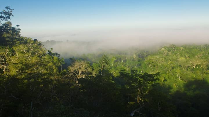 科学家预测，到2064年，亚马逊雨林将超过恢复点“width=