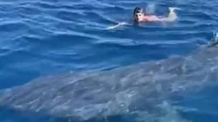 游泳者面对20英尺的鲨鱼面对面