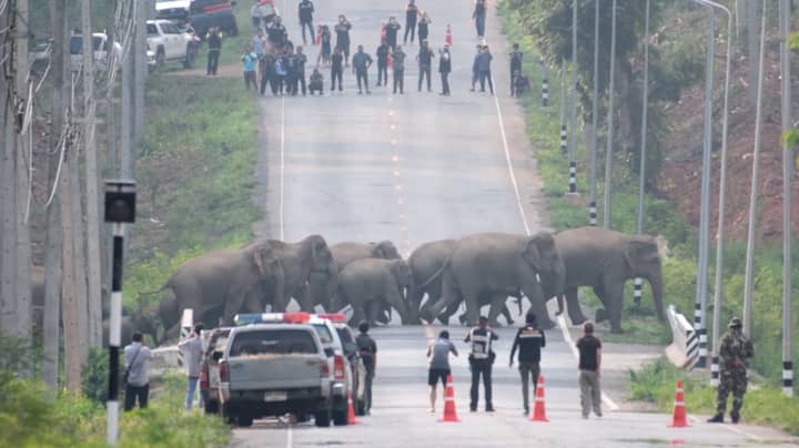 泰国50头大象平静地过马路