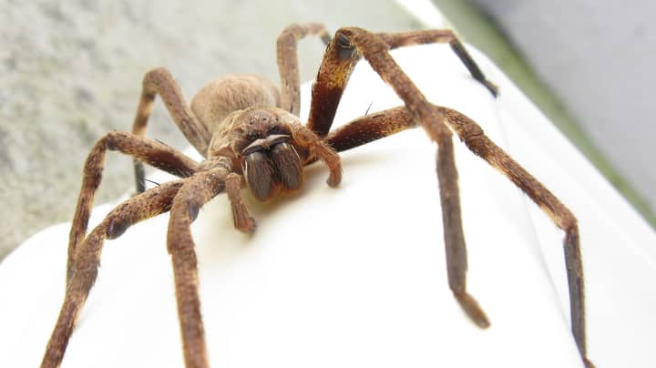 亨斯曼蜘蛛种群在澳大利亚爆炸