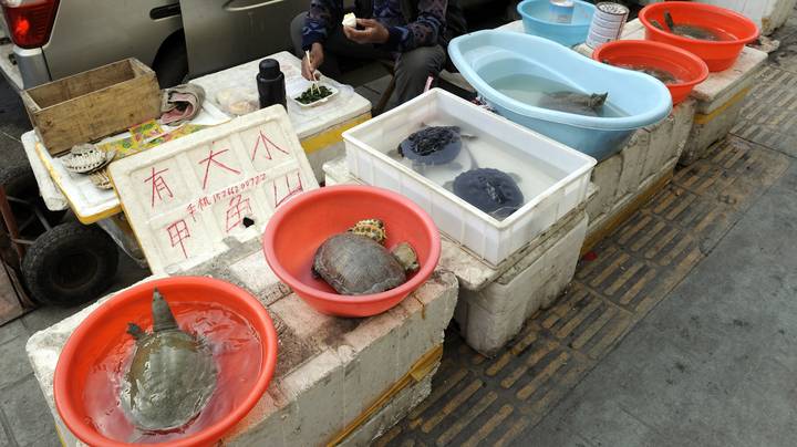 冠状病毒espicenter Hubei省禁止食用农场饲养的野生动物