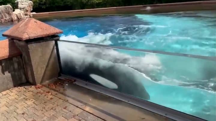 “世界上最孤独的杀手鲸”在加拿大海洋公园猛击坦克
