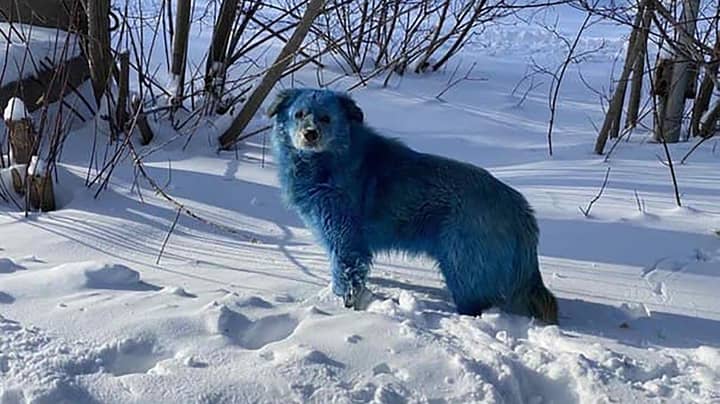 恐惧之后，要检查的流浪狗因污染而变成蓝色