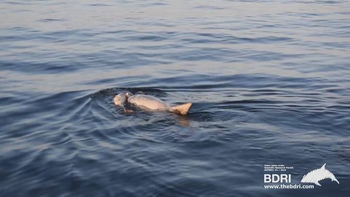 5天没吃东西后，一只海豚无声地推着死去的幼崽