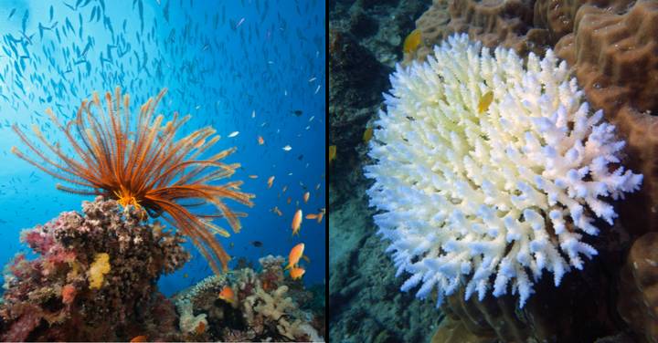 大屏障礁当局确认了前所未有的第六次大规模珊瑚漂白活动