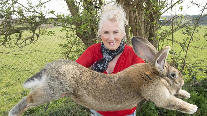 来自前戏剧模特的世界最大的兔子被盗，他为回报提供了1,000英镑的奖励