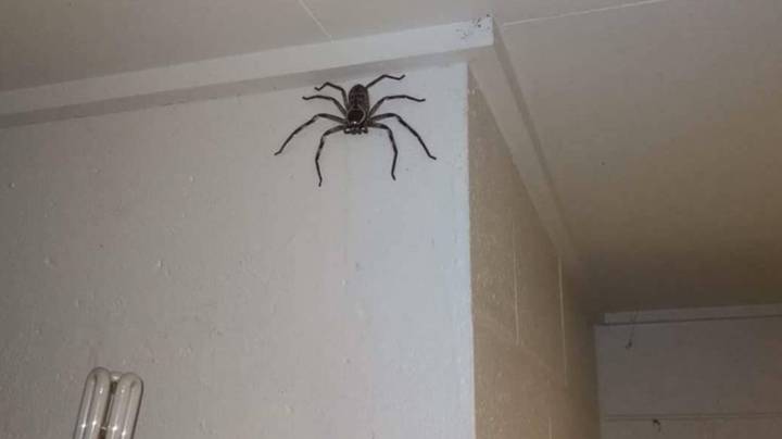 一男子让巨蜘蛛猎人在他的房子里住了一年