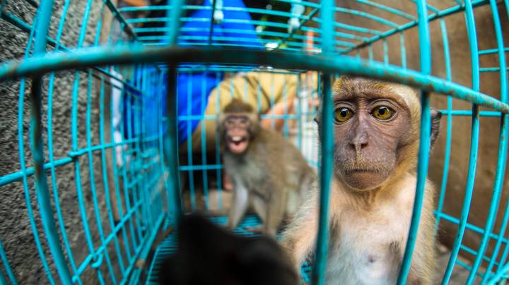 在巴厘岛，被锁住的猴子售价不到4英镑