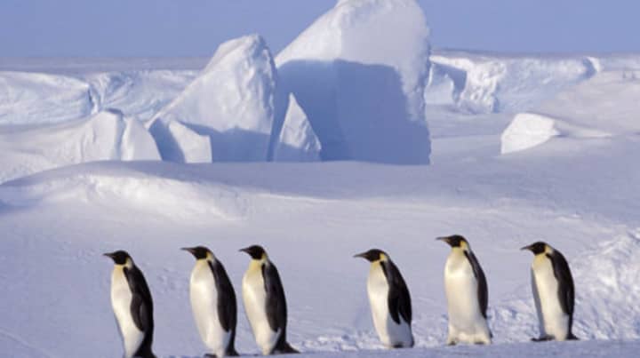 一亿吨冰山破裂了南极冰架，引起了全球变暖的恐惧