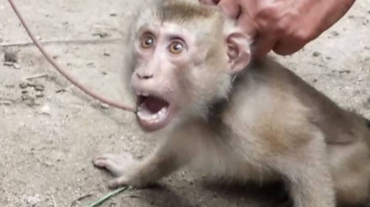 善待动物组织调查发现猴子被绑起来并被虐待去收集椰子