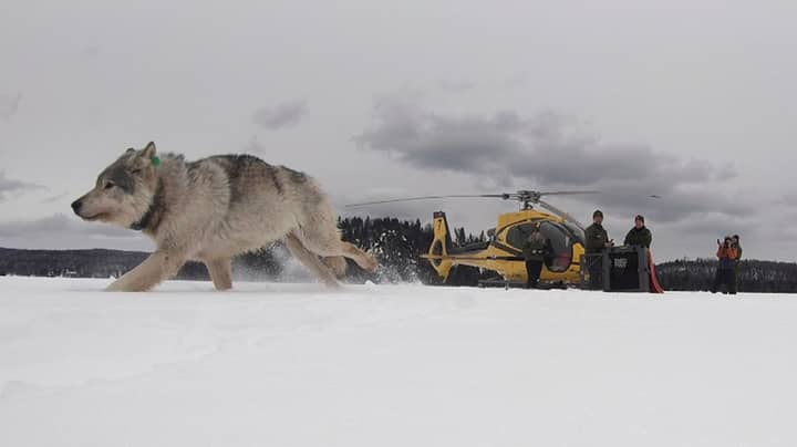 加拿大狼队专家驶入美国以追捕驼鹿