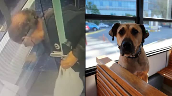 人试图通过将便便放在电车座椅上来构架狗