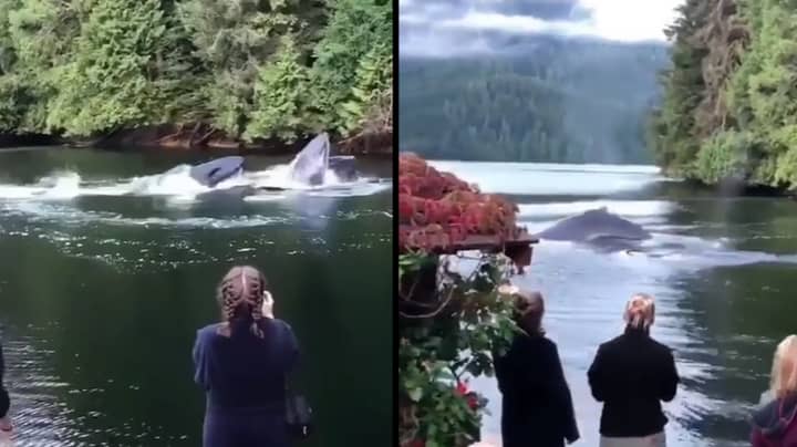 座头鲸在加拿大湖上的旅馆外面游泳