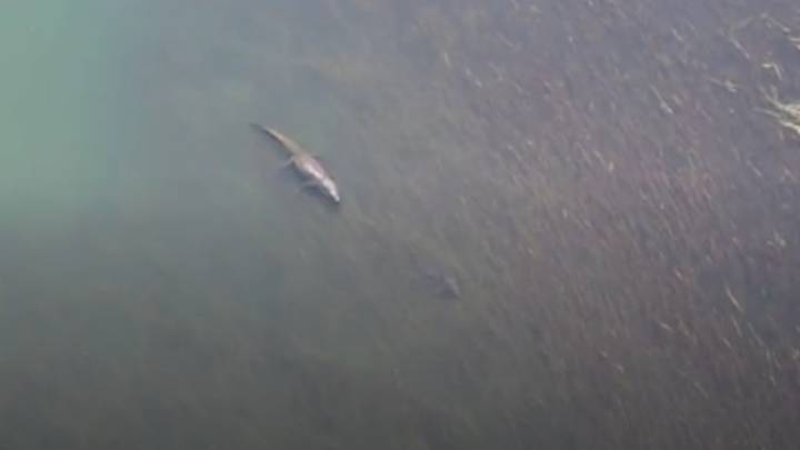 巨型鳄鱼和公牛鲨在水附近的水附近“imgWitdh=