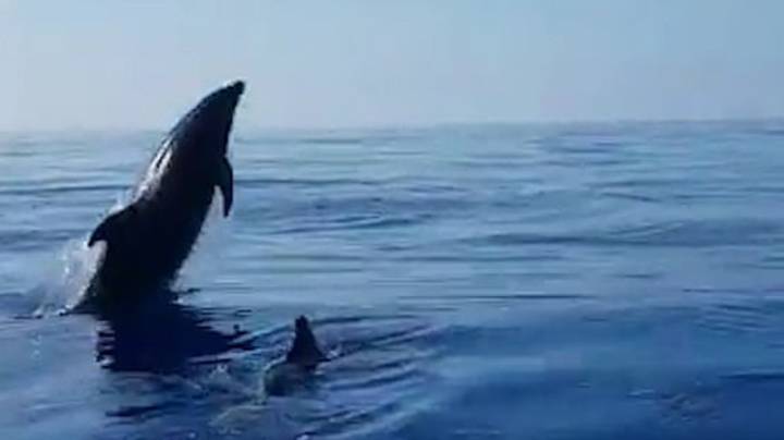 当渔民将海豚幼崽从网中释放时，海豚妈妈高兴地跳了起来