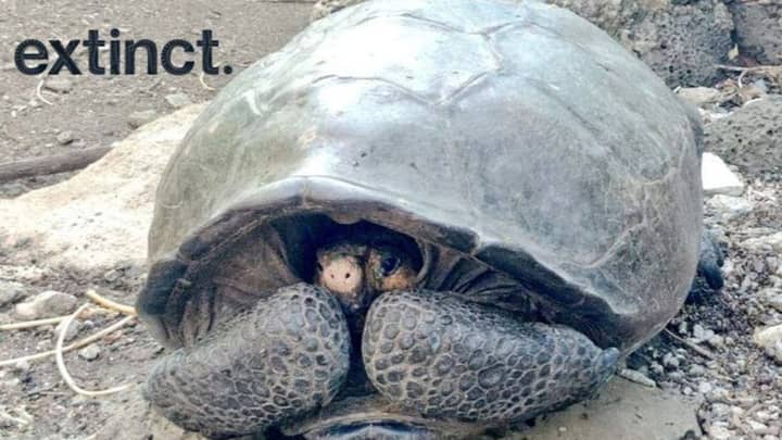 据信在加拉帕戈斯群岛发现的巨型乌龟