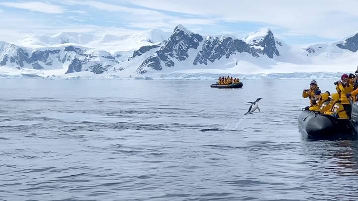 Dinghy的游客拯救企鹅被杀手鲸吃掉了
